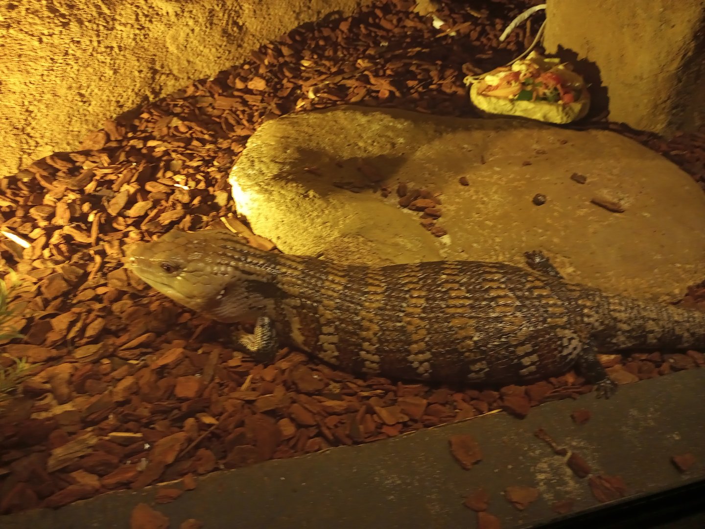 Common blue tongued skink