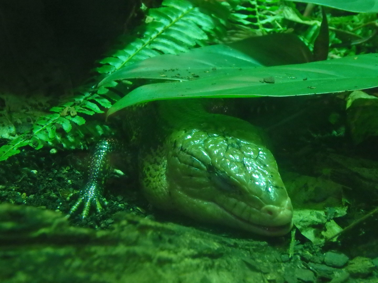 Common blue-tongued skink