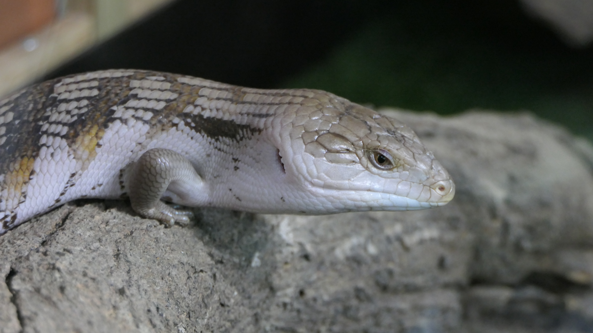 Common Blue-tongued Skink