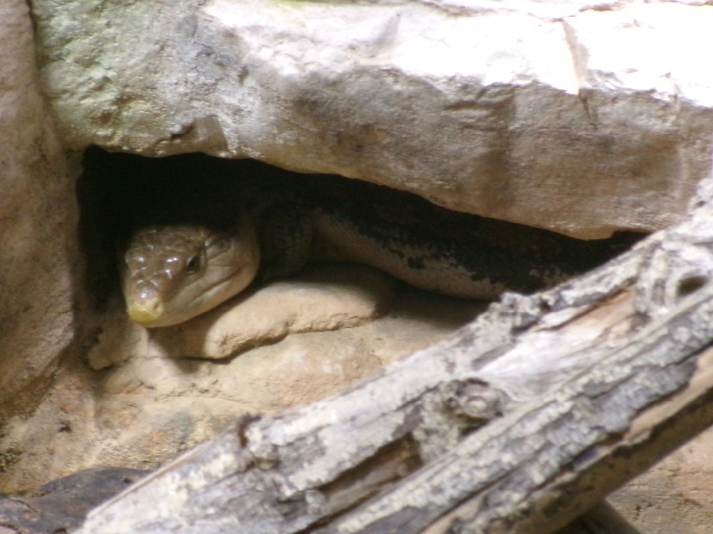 Common blue-tongued skink
