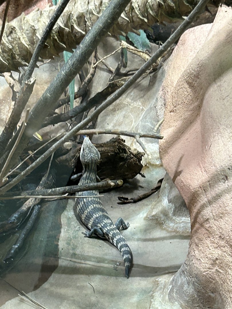 Common blue-tongued skink