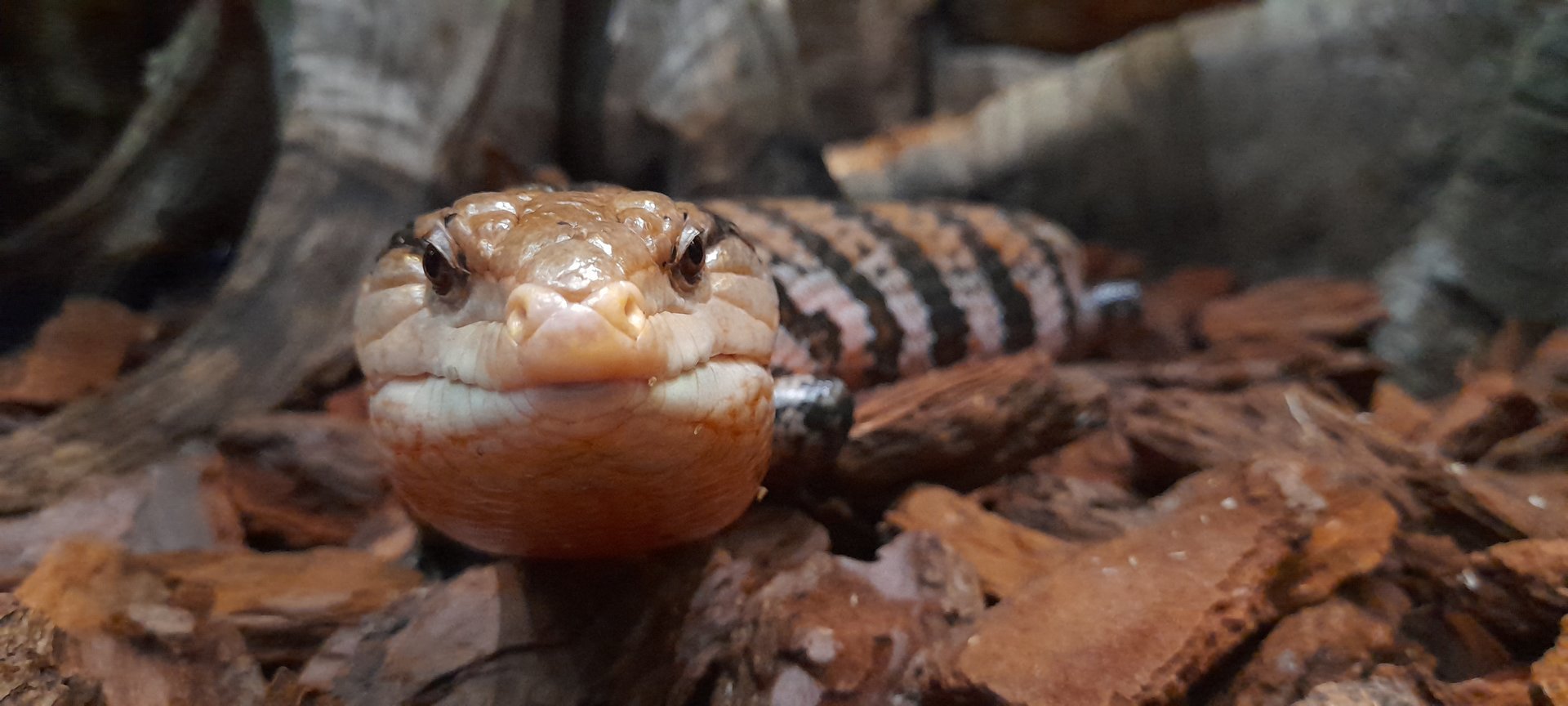 Common blue-tounged skink (Tiliqua scincoides)