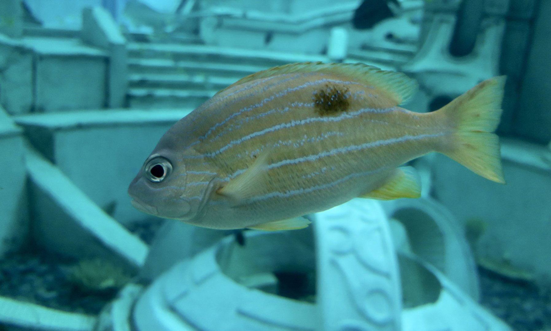Common Bluestripe Snapper (Lutjanus kasmira)