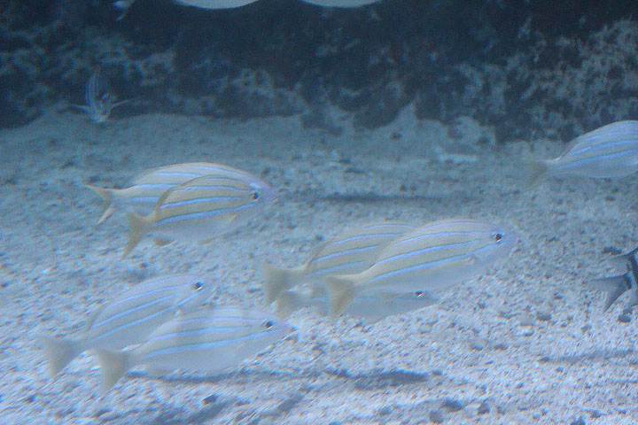 Common bluestripe snapper (Lutjanus kasmira)