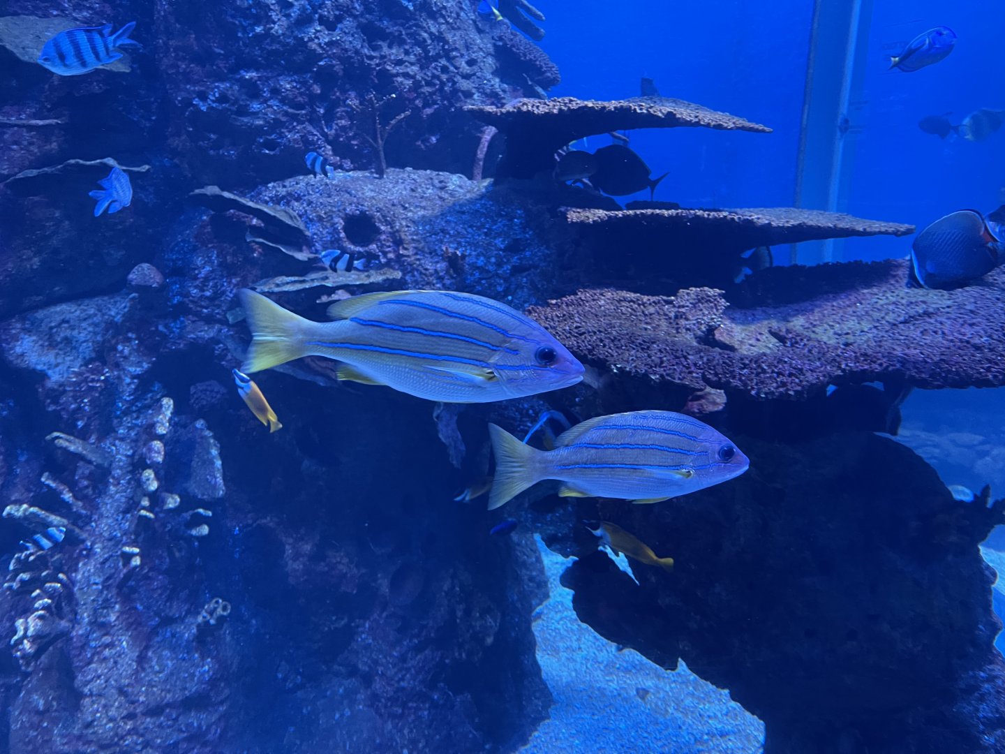 common bluestripe snapper (lutjanus kasmira)