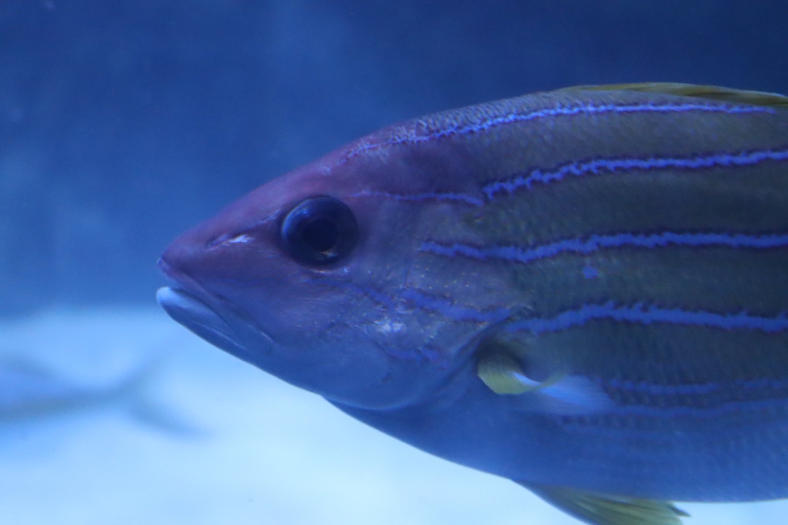 Common Bluestripe Snapper