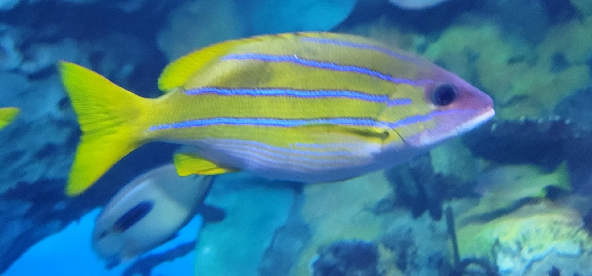 Common Bluestripe Snapper