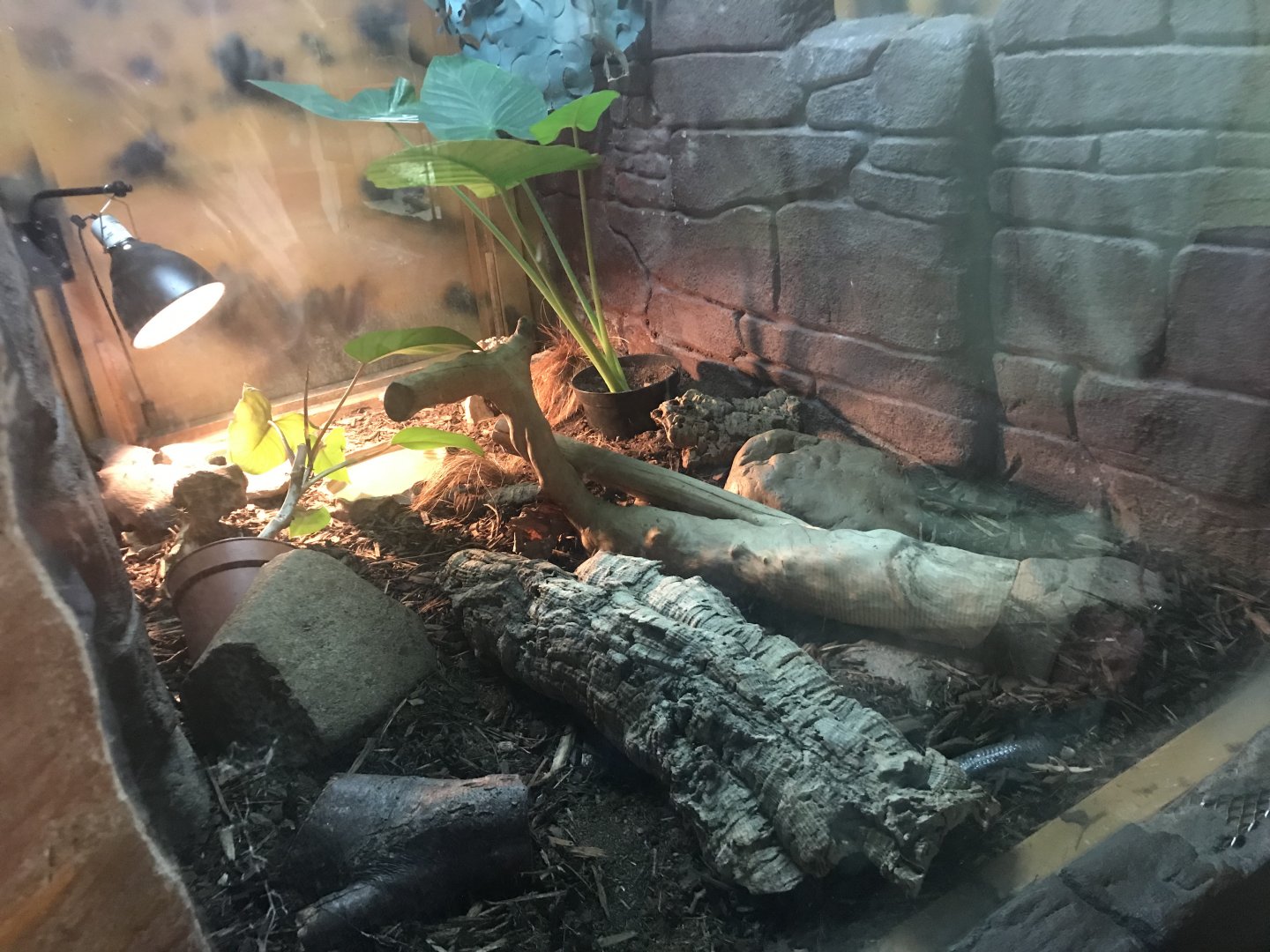 Common bluetongue enclosure