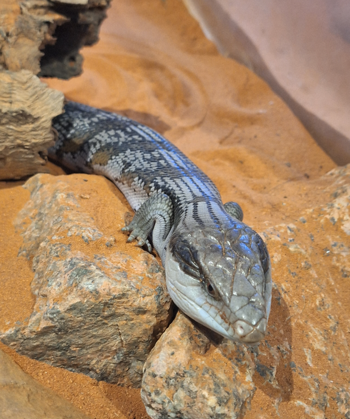 Common Bluetongue Skink (Tiliqua scincoides)  - Cairns Koalas and Creatures