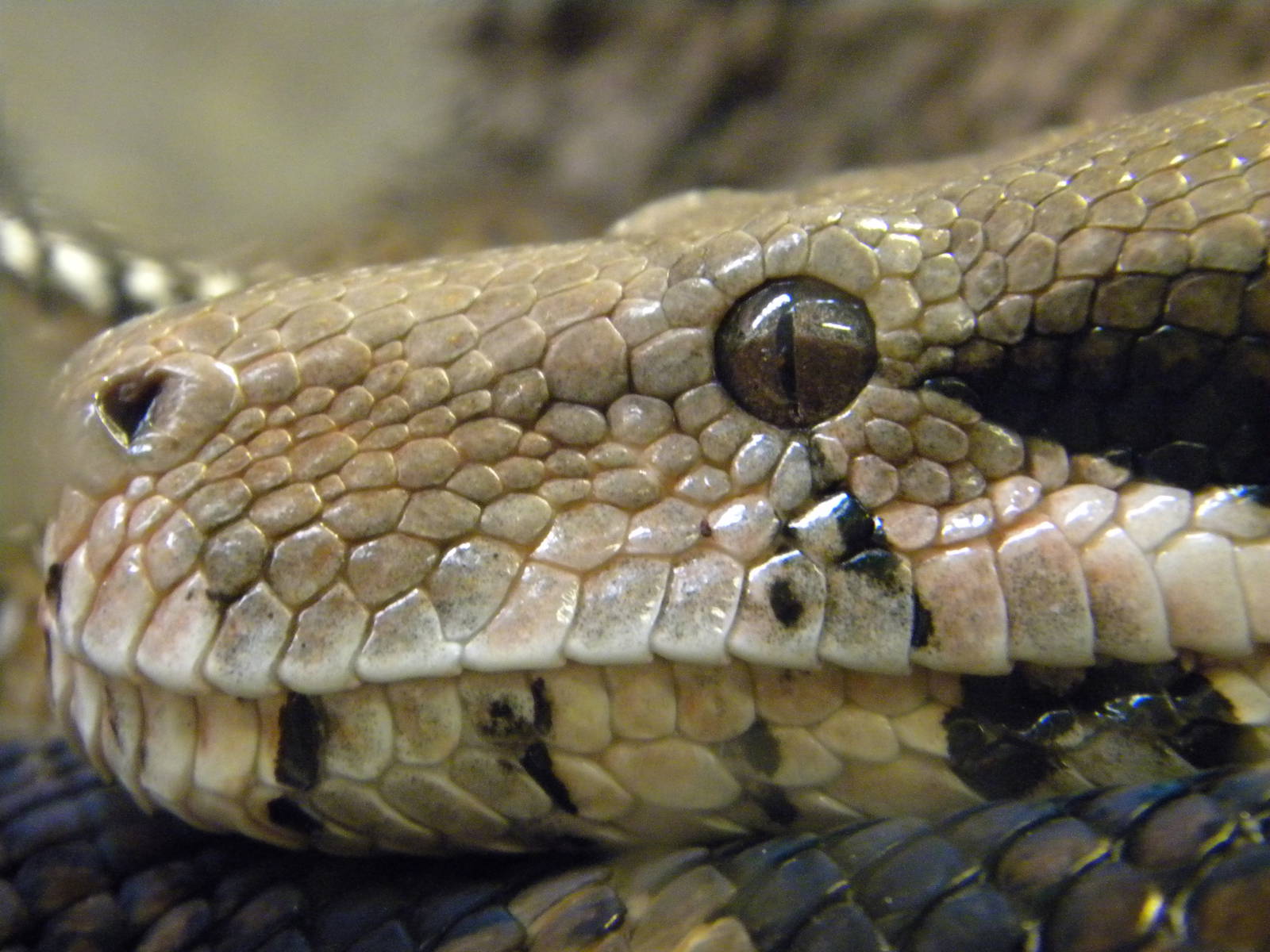 Common Boa at Blackpool Zoo 05/08/11