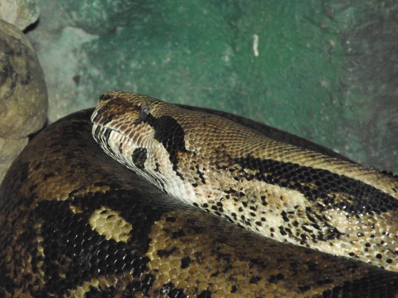 Common Boa at Blackpool Zoo 25/03/12
