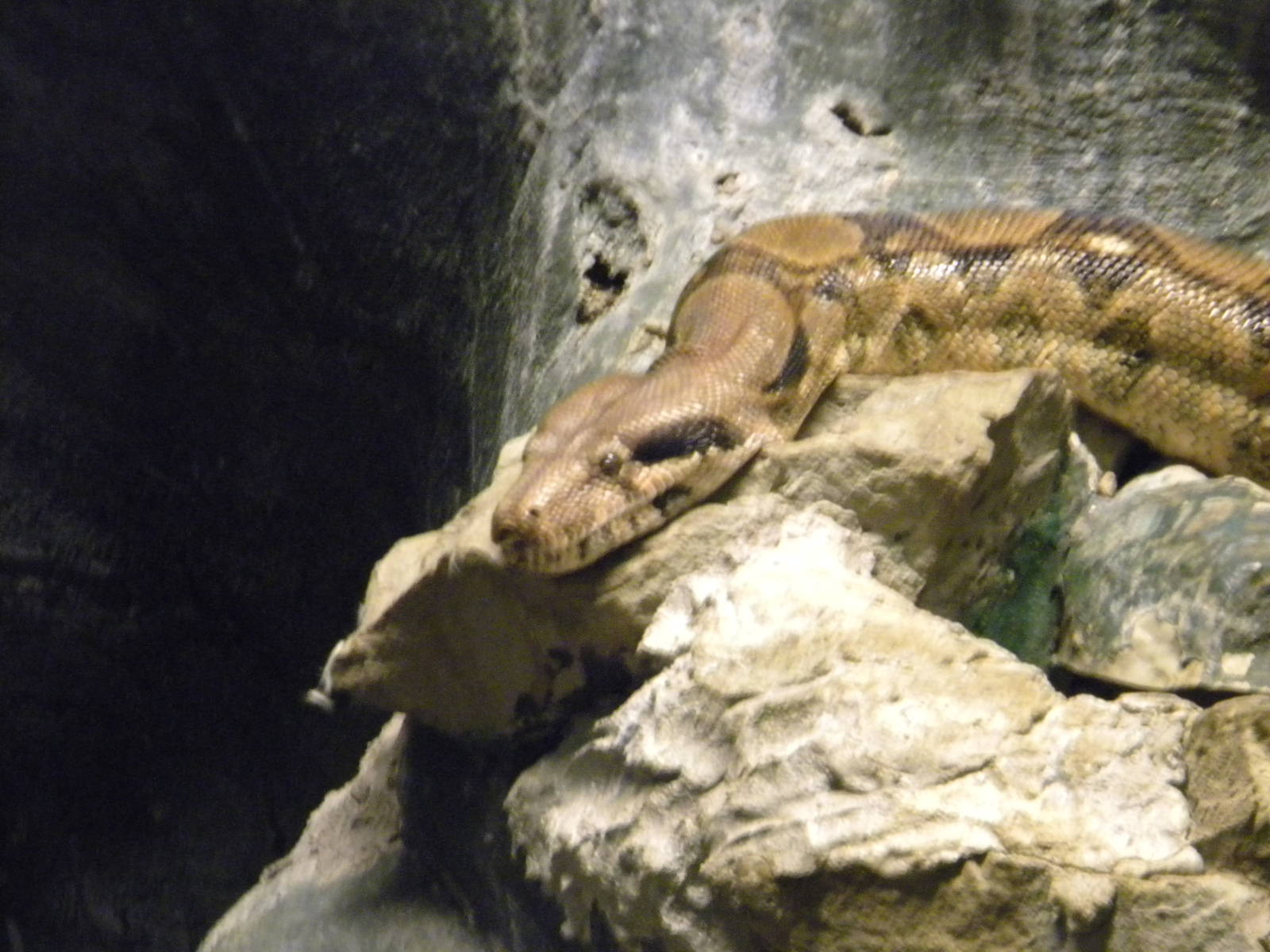 Common Boa at Blackpool Zoo 6th March 2011