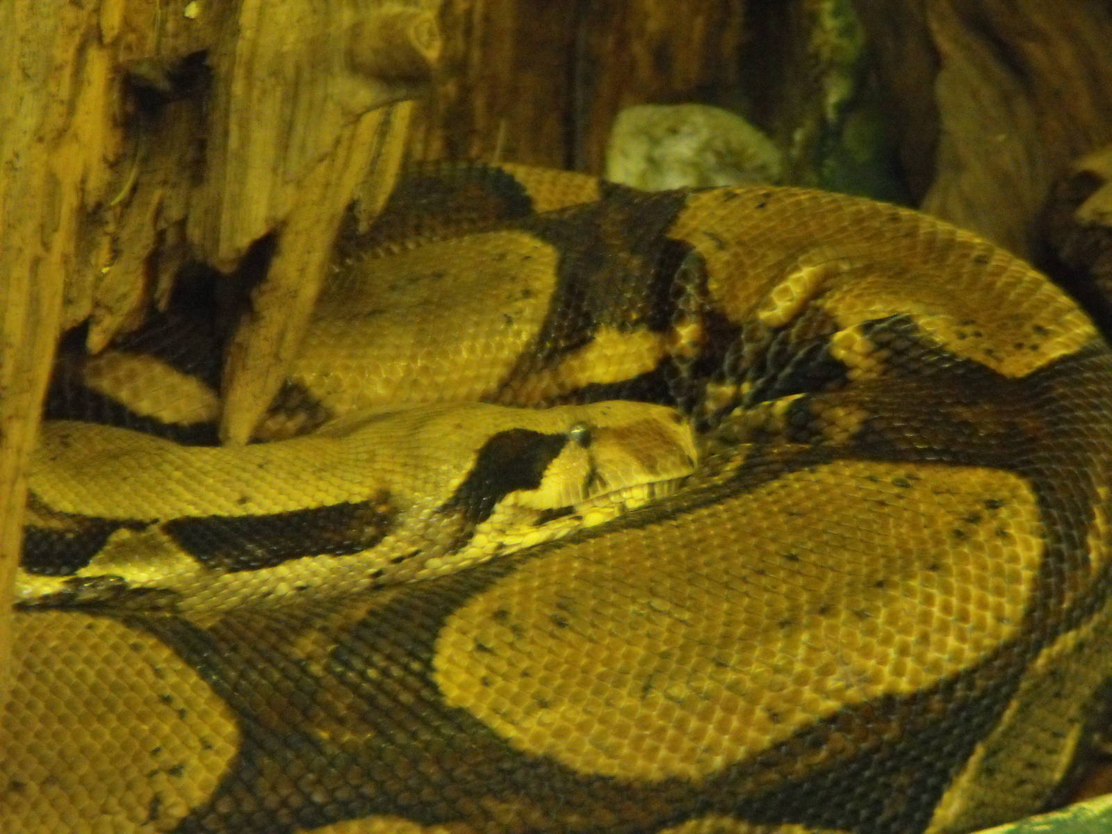 Common Boa (Boa constrictor)
