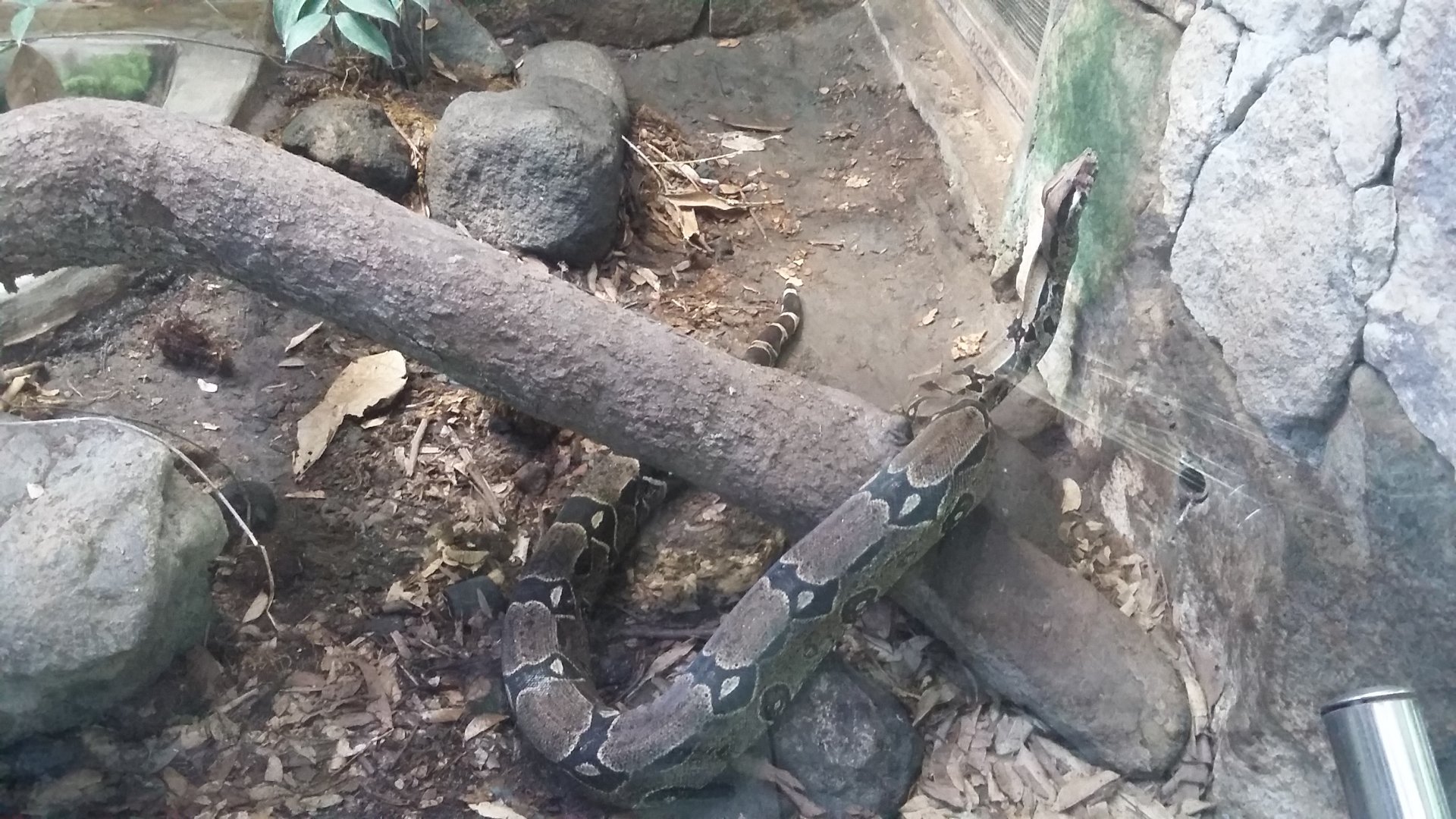 Common boa (Boa constrictor)