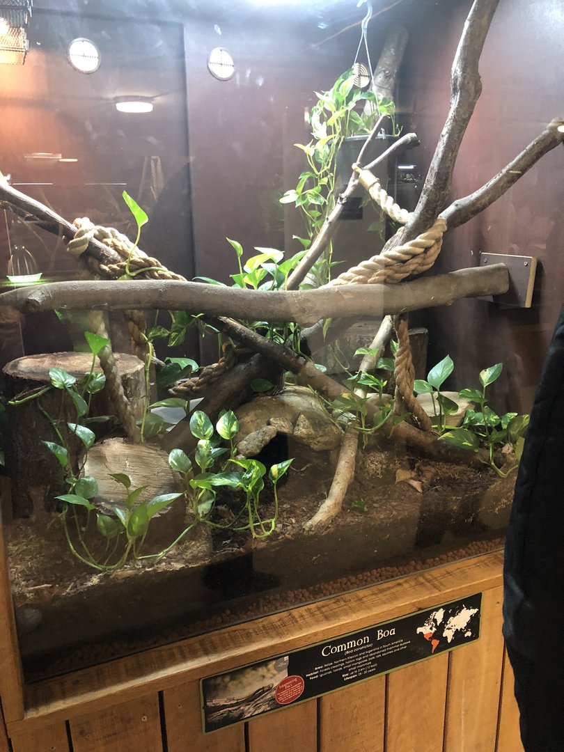 Common Boa Enclosure at Cannon Hall Farm (May 2022)