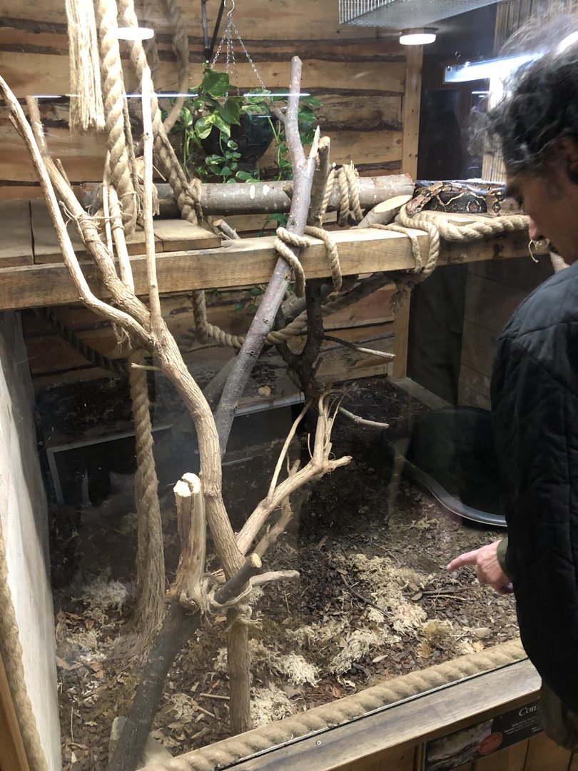 Common Boa Enclosure at Cannon Hall Farm (May 2022)