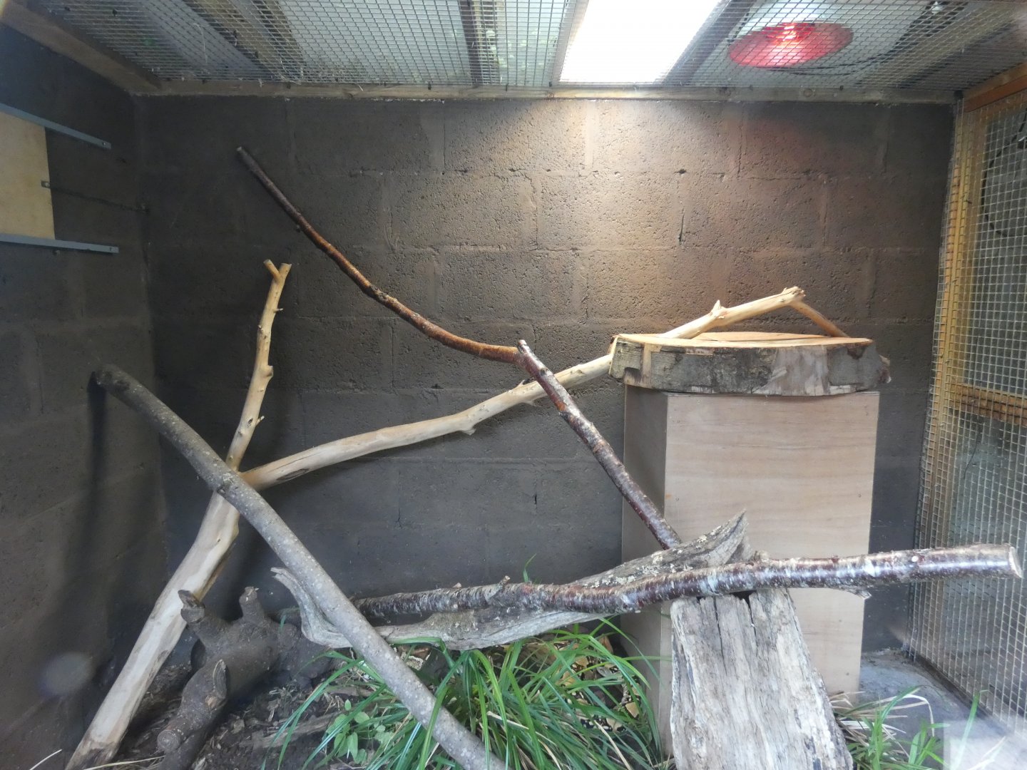 Common Boa enclosure
