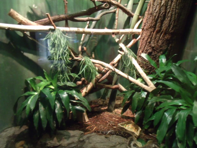 Common Boa/Green Iguana/Red-Footed Tortoise Enclosure