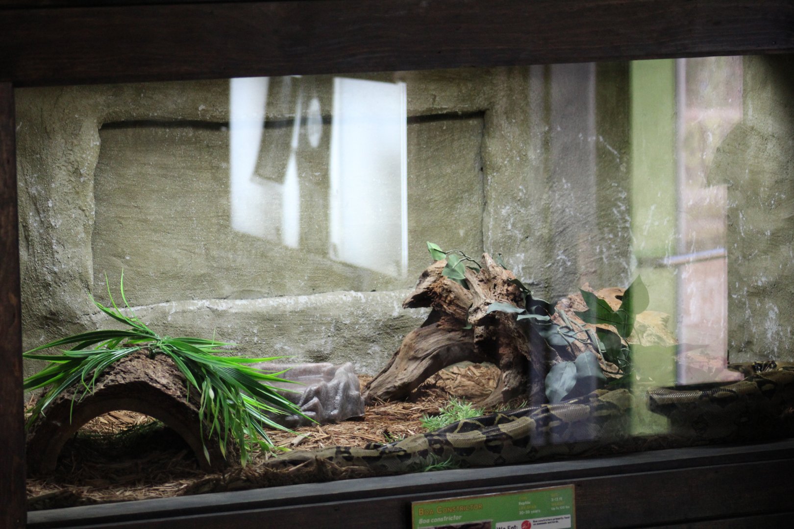 Common Boa Terrarium