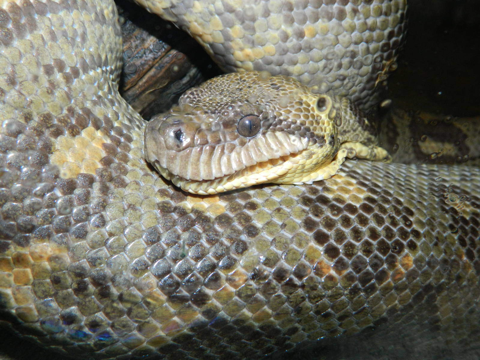Common Boa