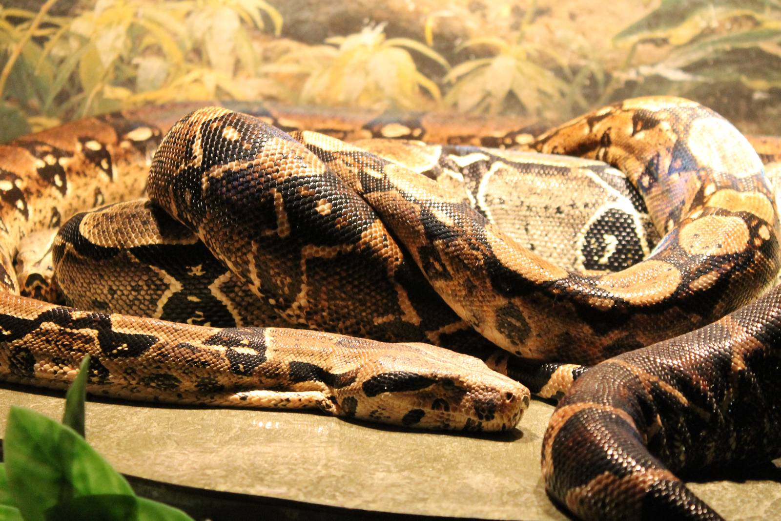 Common boa