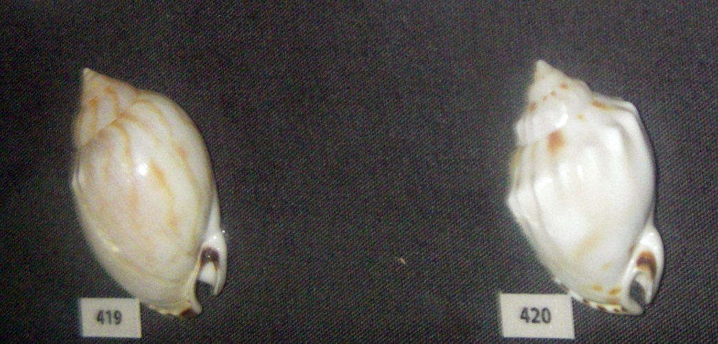 Common Bonnets (Casmaria erinacea)