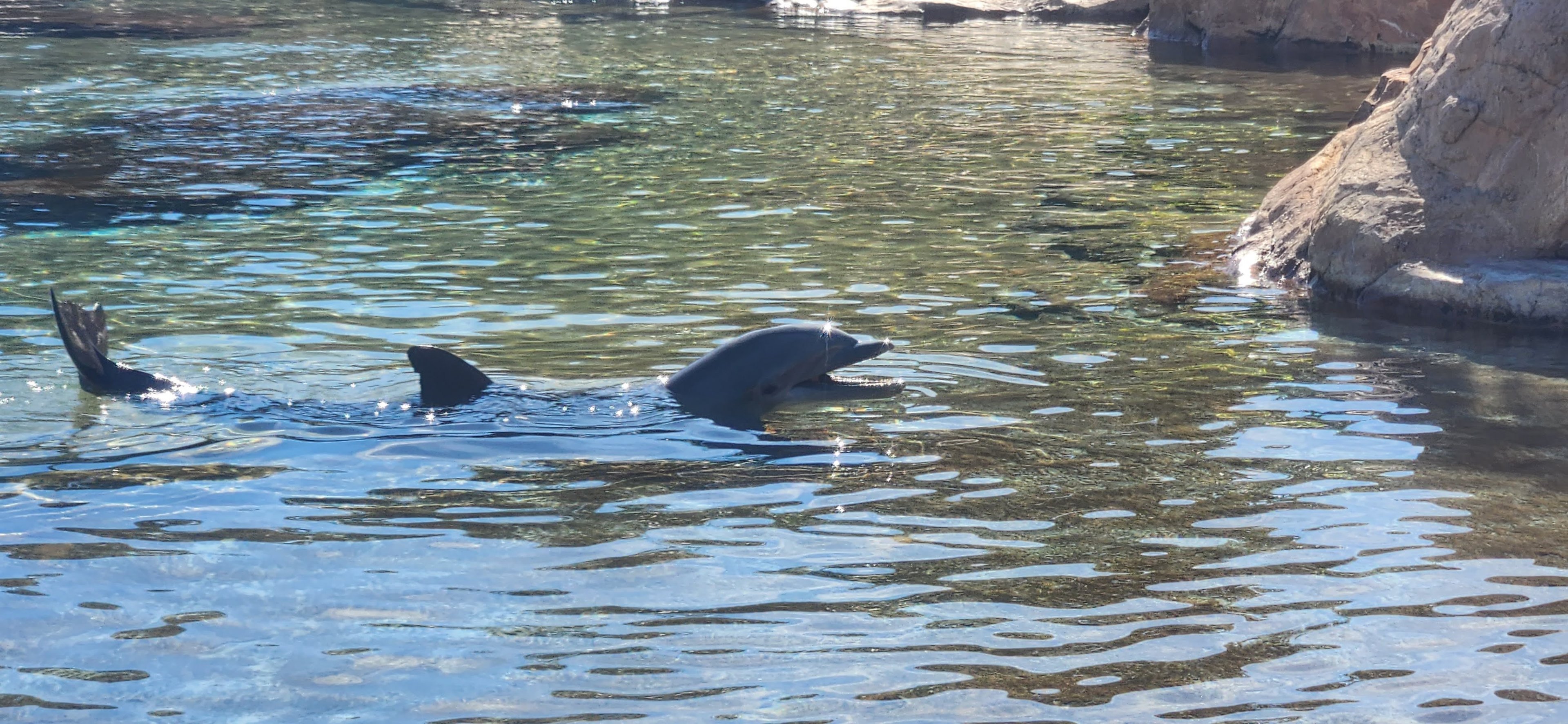 Common bottle nosed dolphin