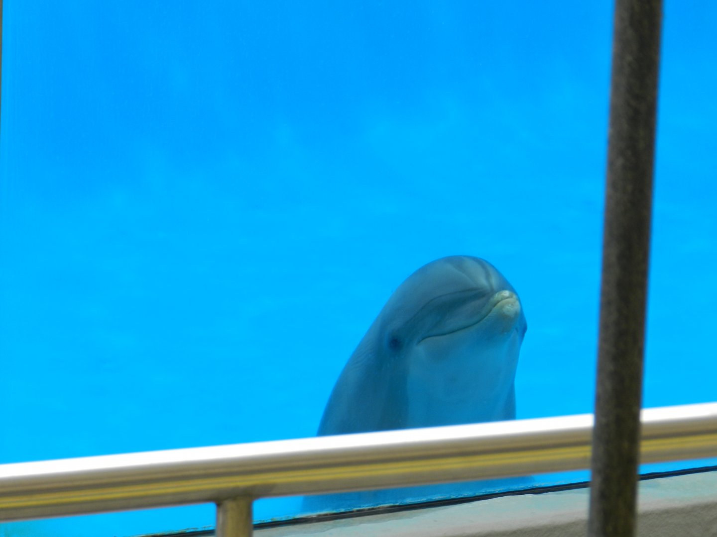Common Bottlenose Dolphin (Tursiops truncatus) at Jardim Zoológico de Lisboa, Portugal*