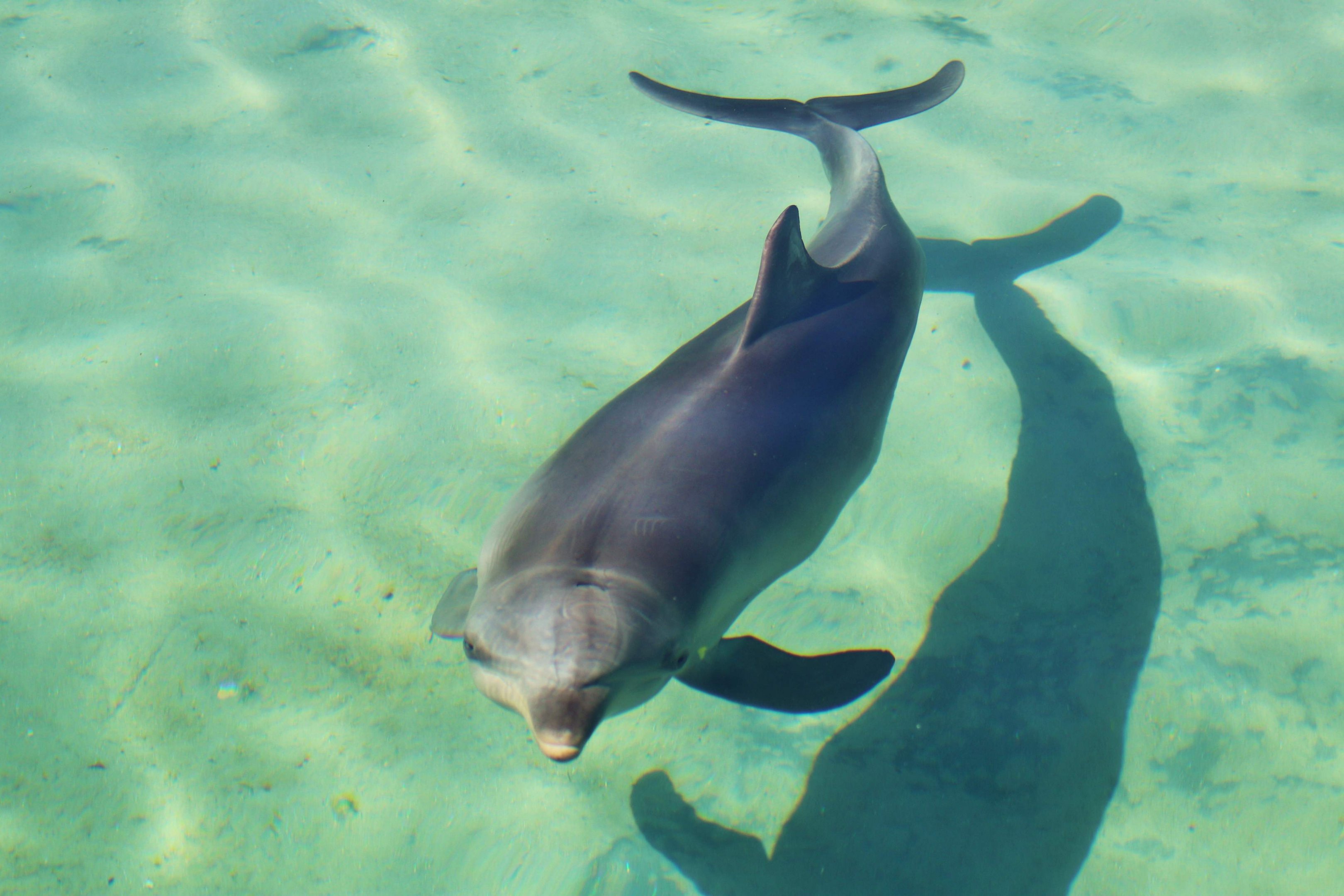 Common Bottlenose Dolphin (Tursiops truncatus)