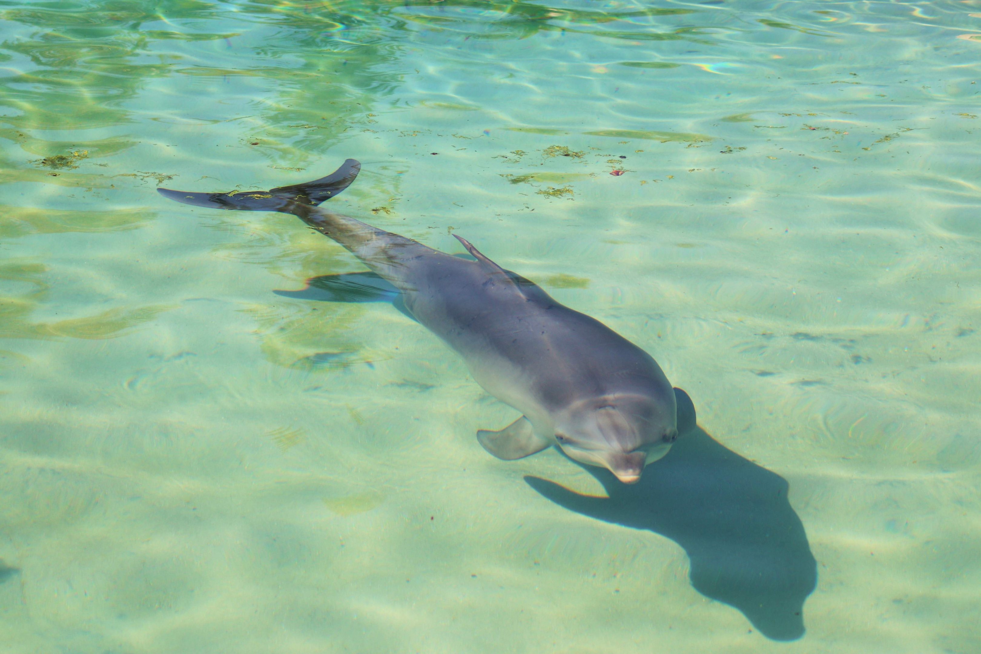 Common Bottlenose Dolphin (Tursiops truncatus)