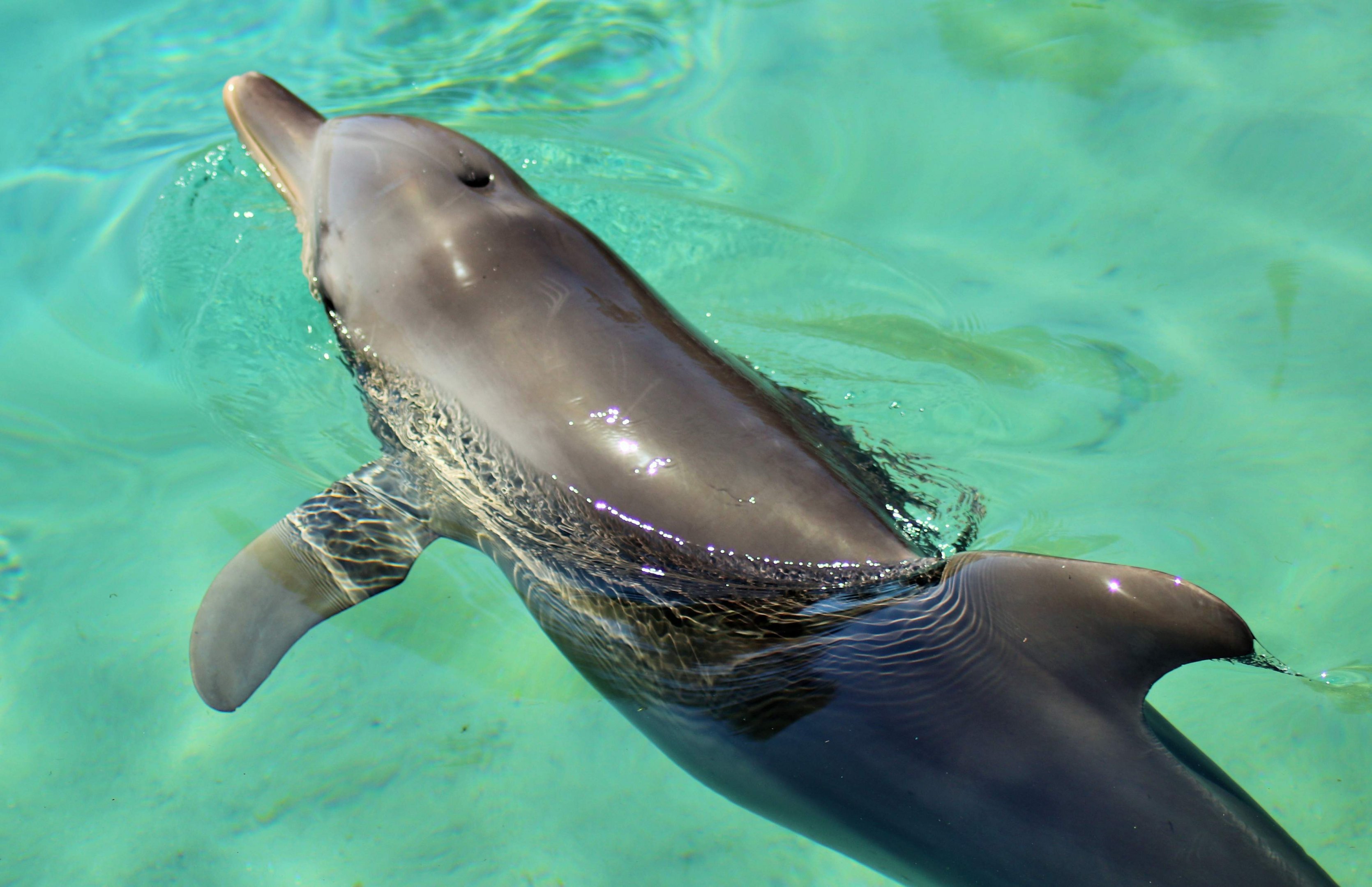 Common Bottlenose Dolphin (Tursiops truncatus)