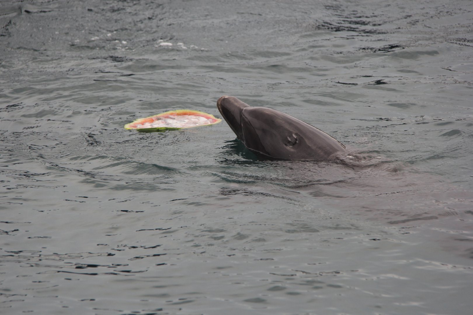 common bottlenose dolphin (Tursiops truncatus)