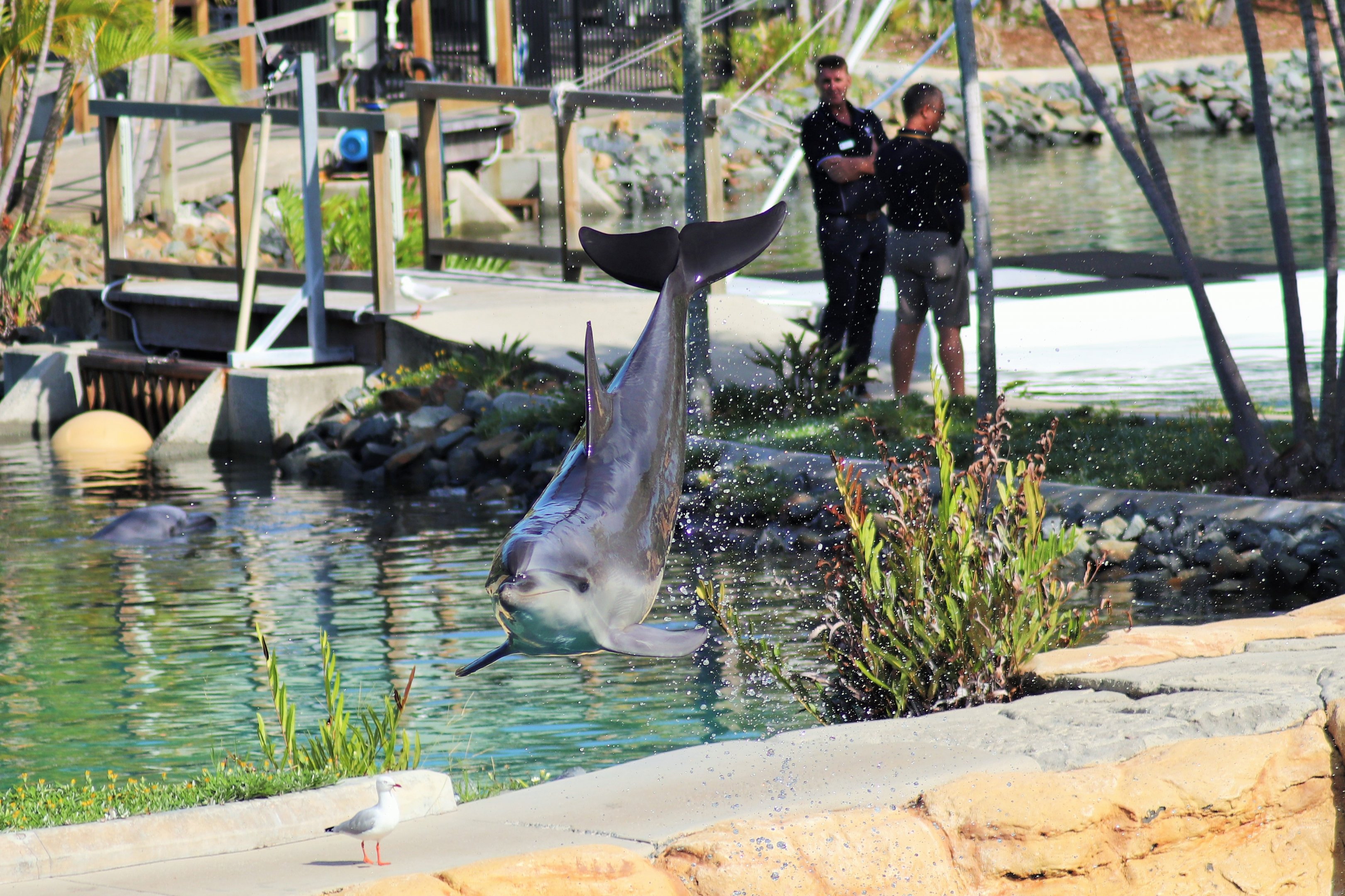 Common Bottlenose Dolphin (Tursiops truncatus)