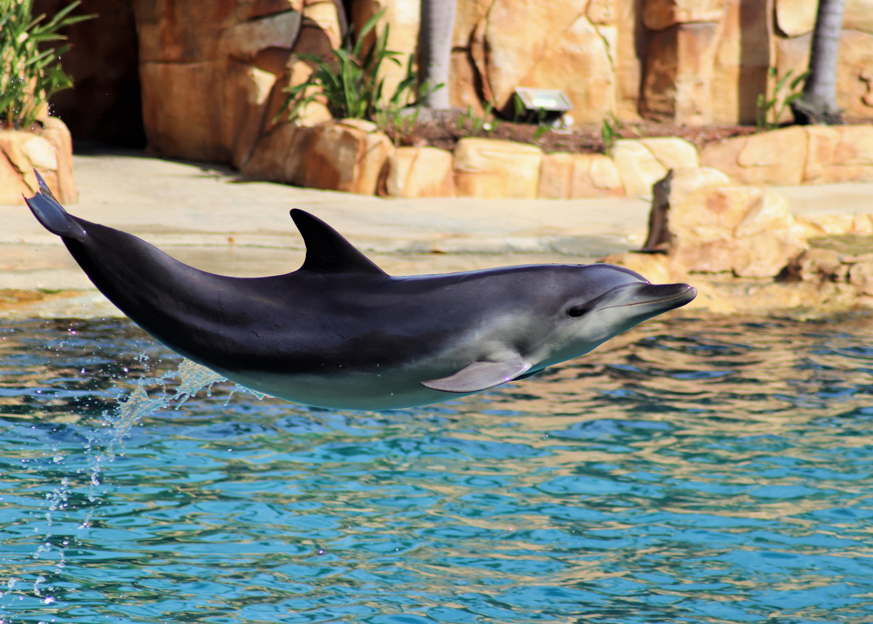 Common Bottlenose Dolphin (Tursiops truncatus)