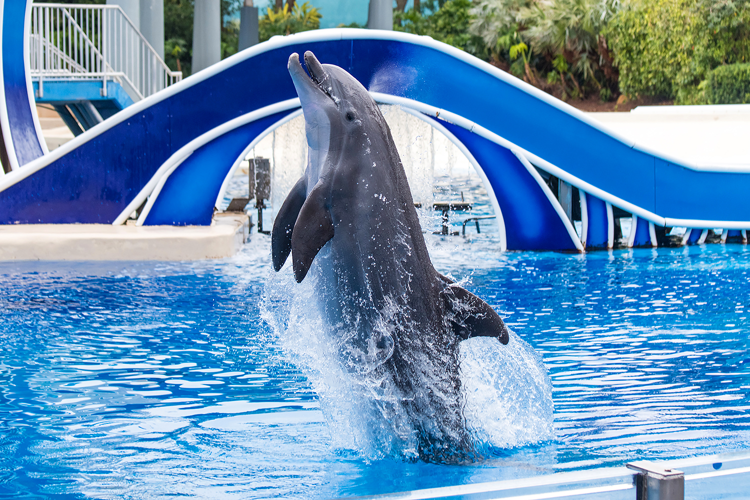 Common bottlenose dolphin (Tursiops truncatus)