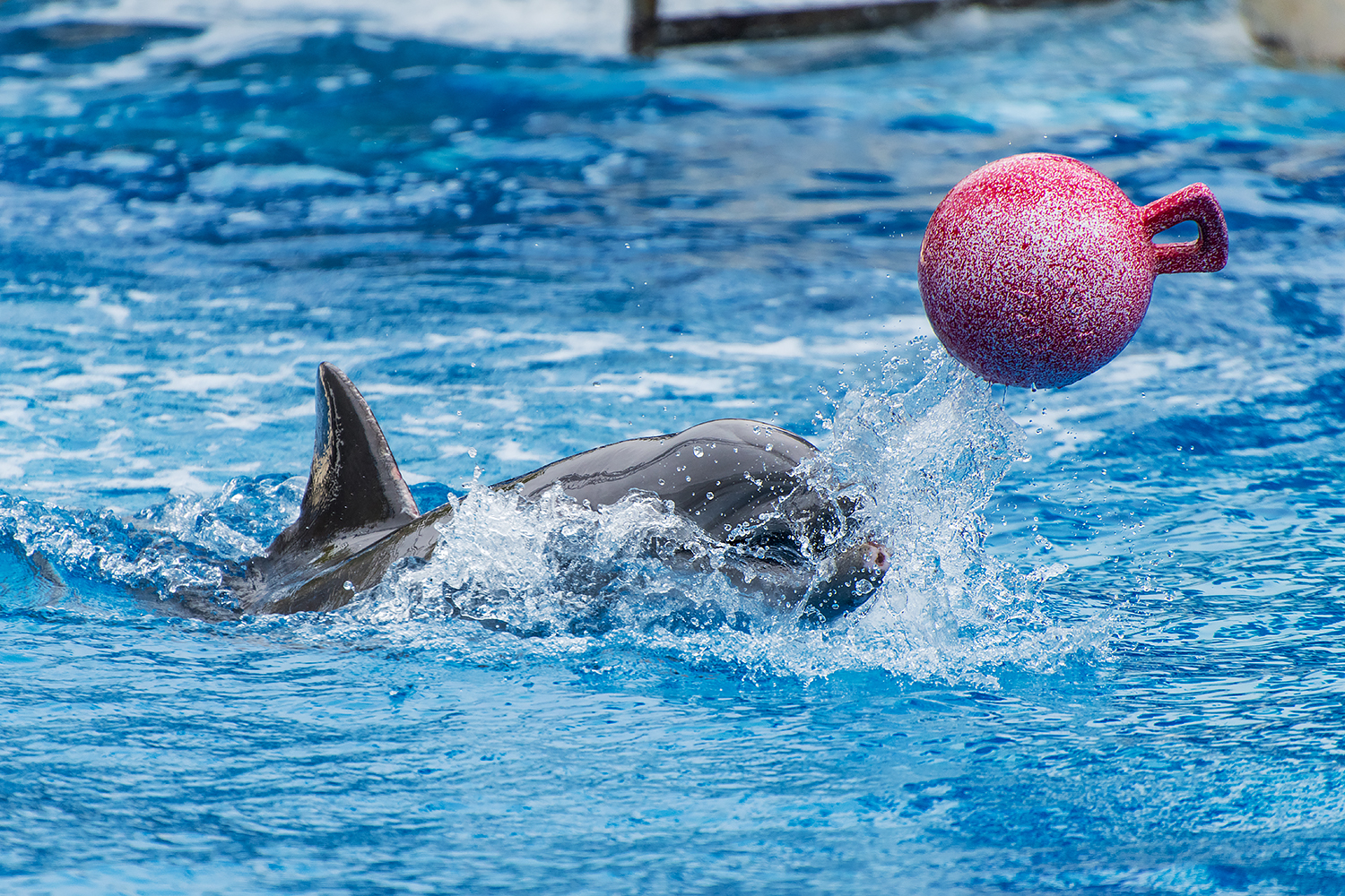 Common bottlenose dolphin (Tursiops truncatus)