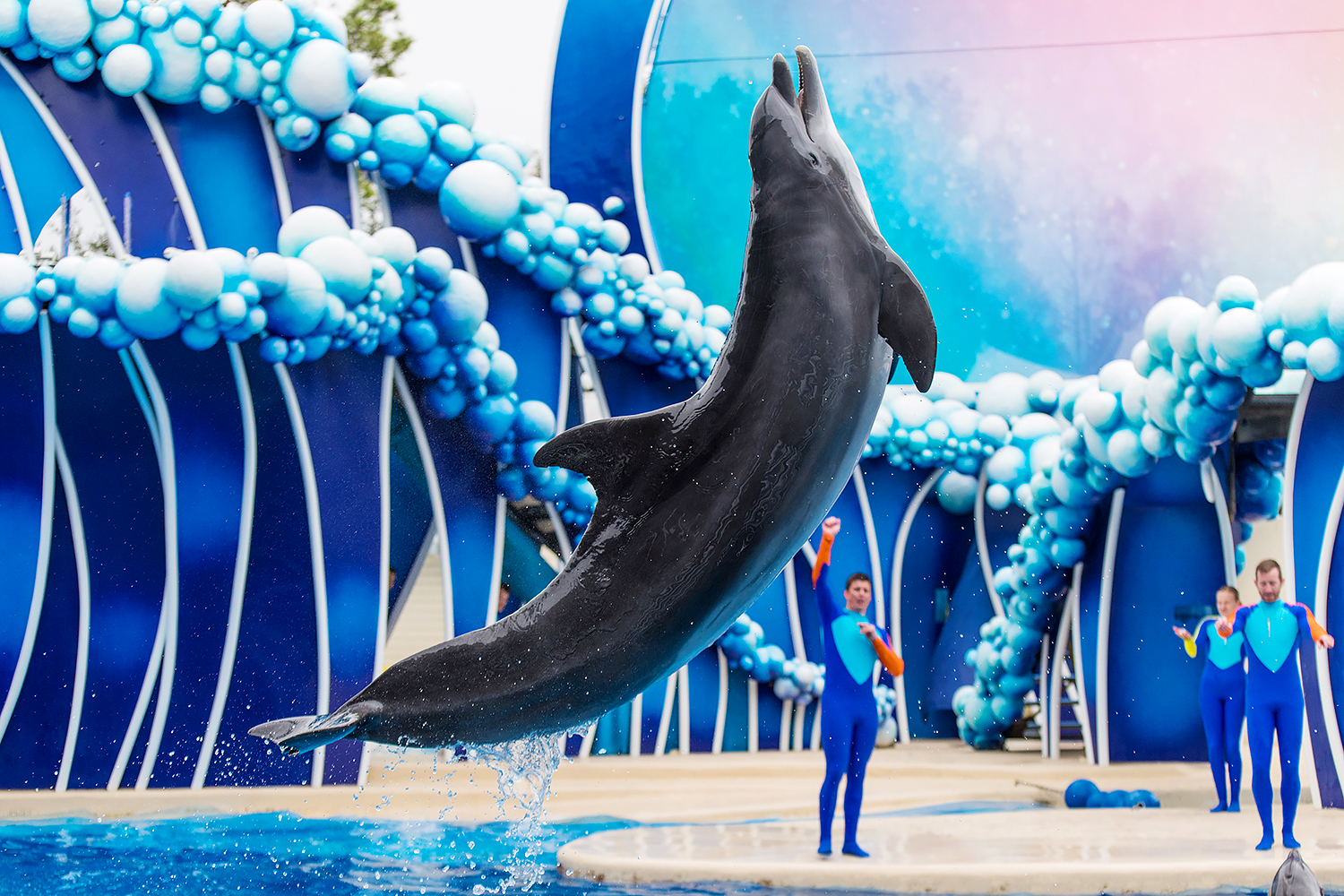 Common bottlenose dolphin (Tursiops truncatus)