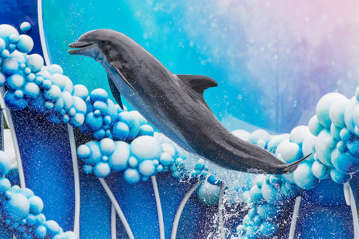 Common bottlenose dolphin (Tursiops truncatus)