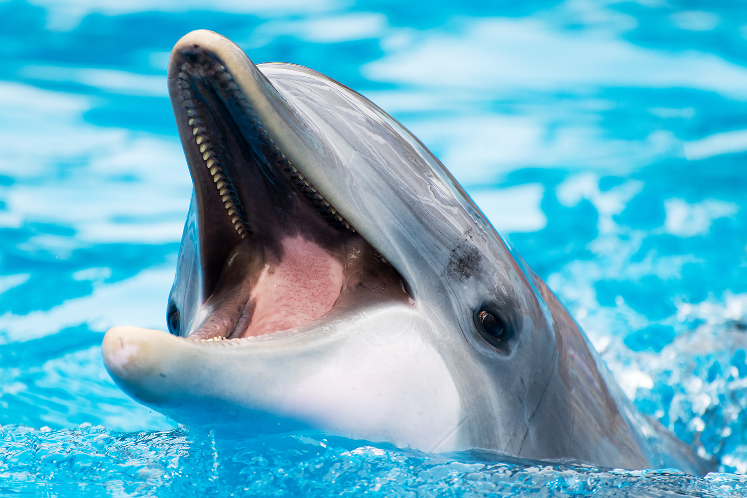 Common bottlenose dolphin (Tursiops truncatus)