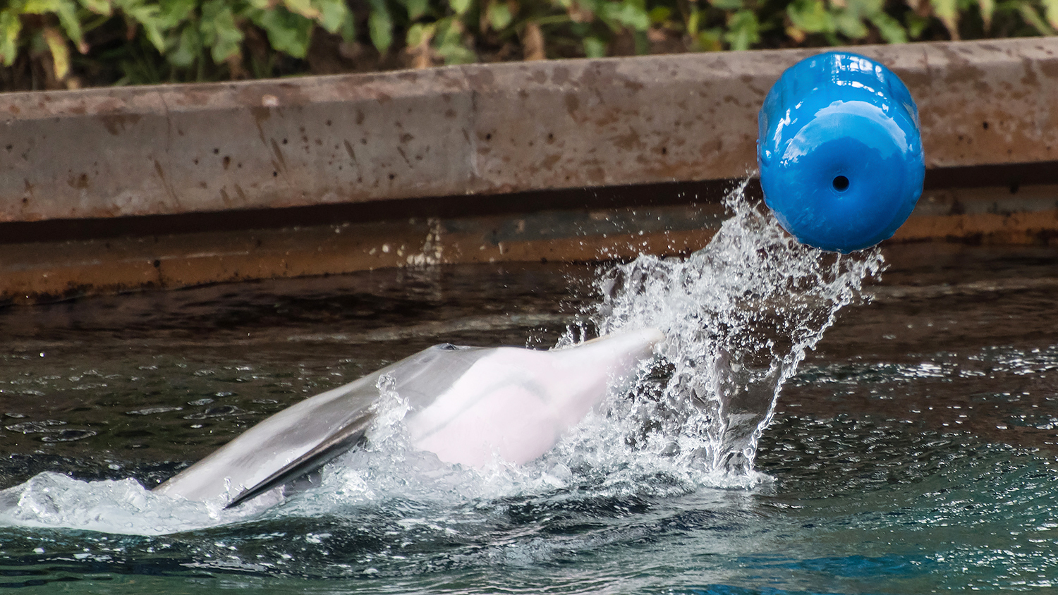 Common bottlenose dolphin (Tursiops truncatus)