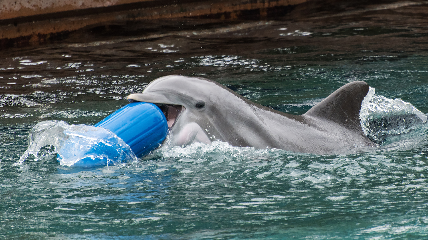 Common bottlenose dolphin (Tursiops truncatus)