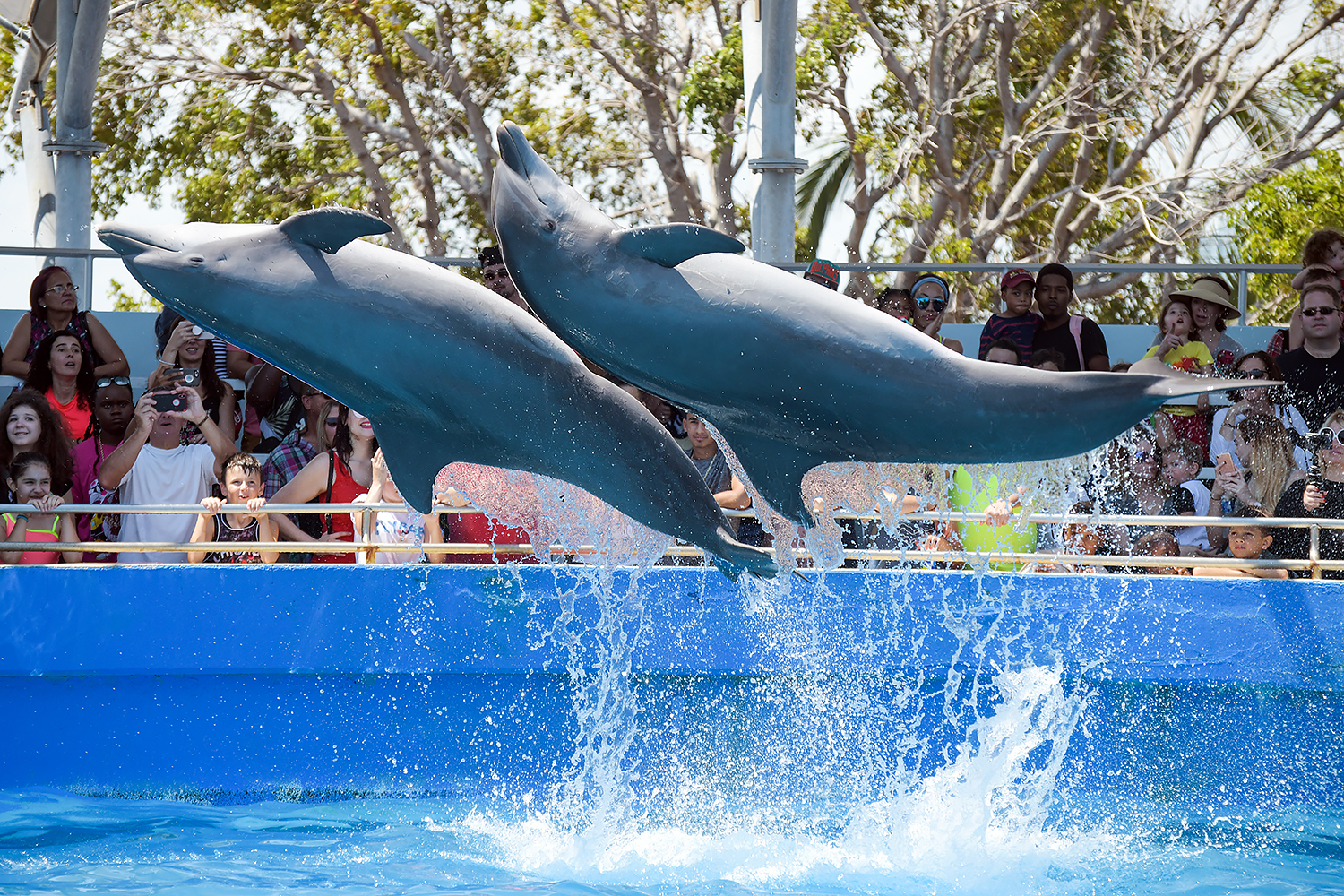 Common bottlenose dolphin (Tursiops truncatus)