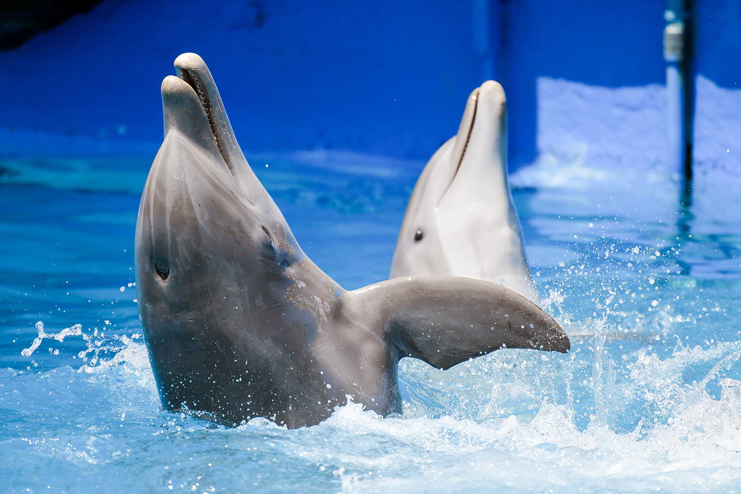 Common bottlenose dolphin (Tursiops truncatus)