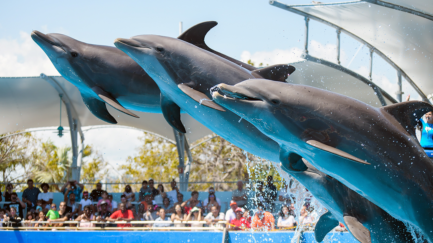 Common bottlenose dolphin (Tursiops truncatus)