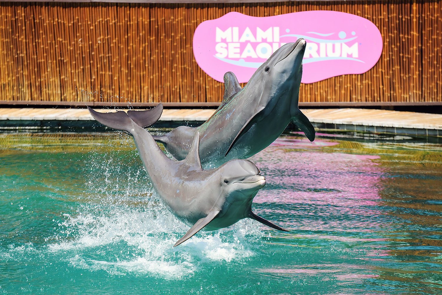 Common bottlenose dolphin (Tursiops truncatus)