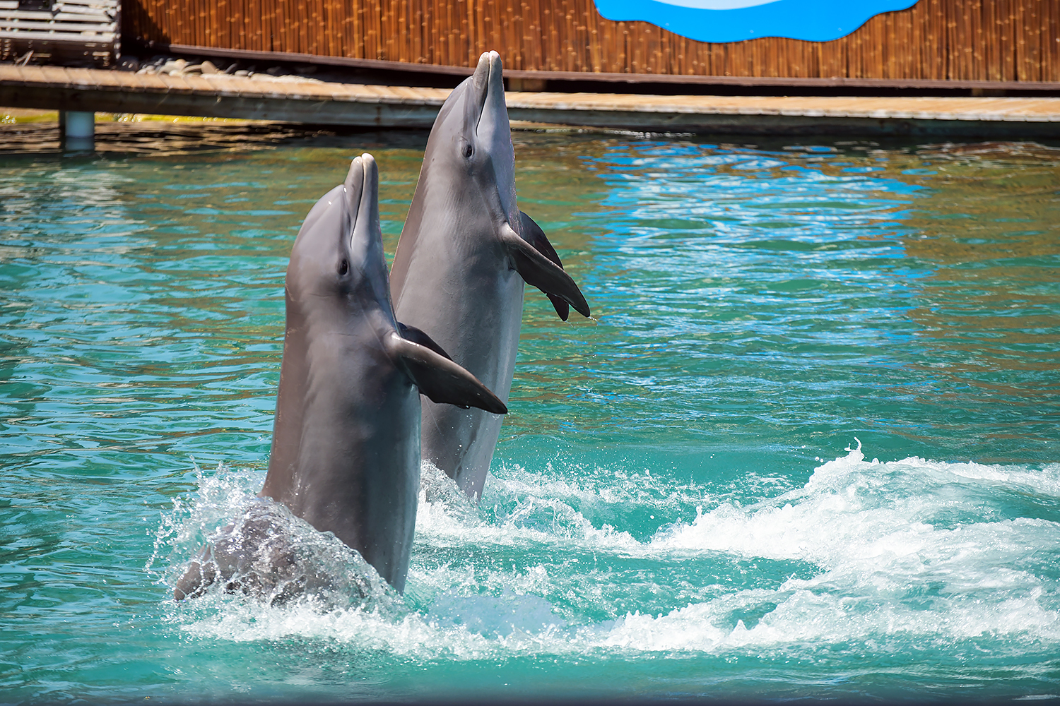 Common bottlenose dolphin (Tursiops truncatus)