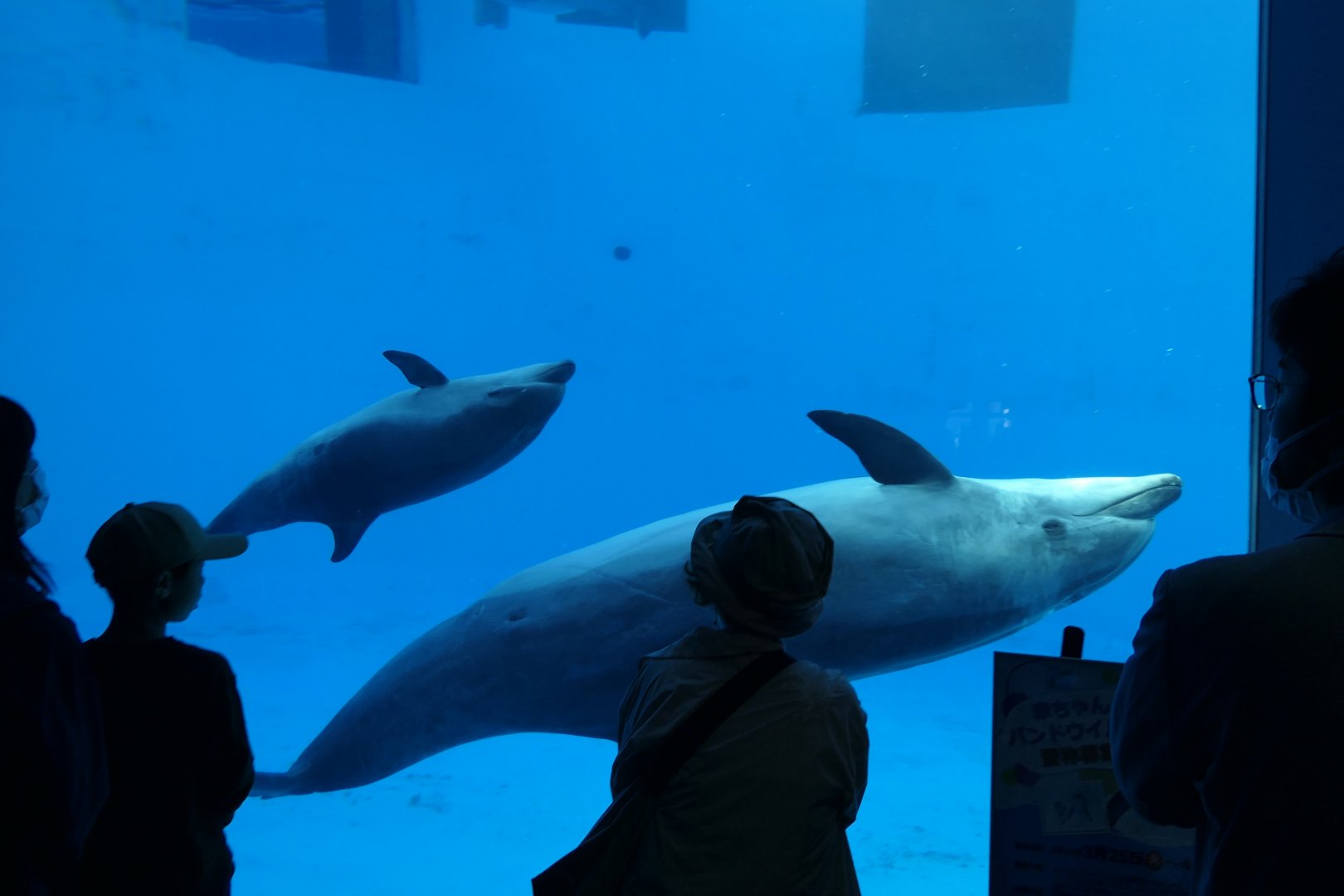 Common Bottlenose Dolphin (Tursiops truncatus)
