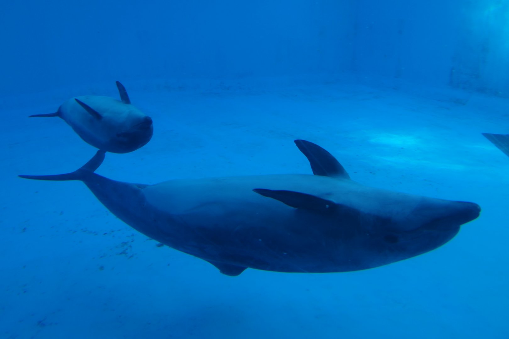 Common Bottlenose Dolphin (Tursiops truncatus)