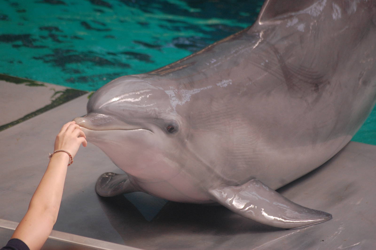 Common bottlenose dolphin