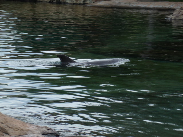 Common Bottlenose Dolphin